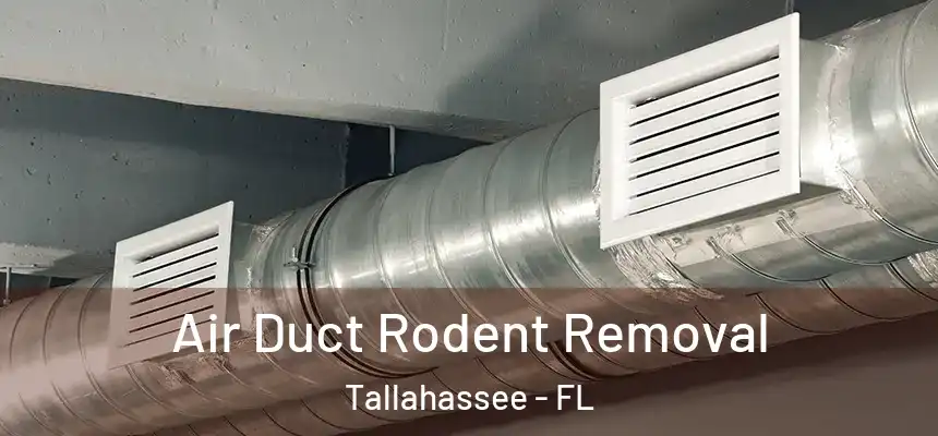Air Duct Rodent Removal Tallahassee - FL